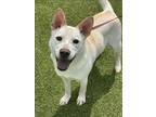 Adopt IVY a German Shepherd Dog, Mixed Breed