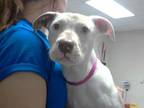 Adopt AMELIA a Pit Bull Terrier