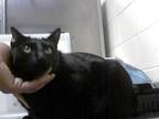 Adopt LIBRA a Domestic Short Hair