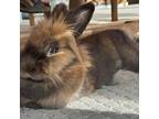 Adopt Thumper a American