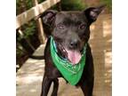 Adopt Claire Bear a Pit Bull Terrier