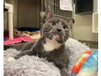 Adopt DIDI a Domestic Short Hair