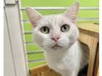 Adopt CALLIE a Domestic Short Hair