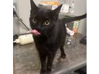 Adopt BUNNY a Domestic Short Hair