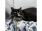 Adopt Chamomile a Domestic Long Hair