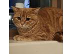 Adopt Onion--In Foster***ADOPTION PENDING*** a Domestic Short Hair