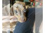 Dachshund PUPPY FOR SALE ADN-778707 - Mini Dachshund Puppy