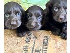Boykin Spaniel PUPPY FOR SALE ADN-778754 - Six Male Boykin Spaniel Puppies