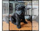 German Shepherd Dog PUPPY FOR SALE ADN-778770 - Dark sable long haired GSDs