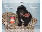 Poodle (Toy) PUPPY FOR SALE ADN-778793 - AKC FULL REGISTRATION IVEN