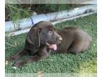 Labrador Retriever PUPPY FOR SALE ADN-778794 - lab puppies