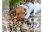 Rat Terrier PUPPY FOR SALE ADN-778797 - rat terriers puppies