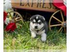 Alaskan Klee Kai PUPPY FOR SALE ADN-778798 - My pet need new family