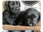 Labrador Retriever PUPPY FOR SALE ADN-778800 - Lab Puppies