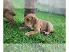 Australian Cattle Dog-Vizsla Mix PUPPY FOR SALE ADN-778806 - Litter of 9