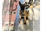 Belgian Malinois PUPPY FOR SALE ADN-778812 - Purebred Belgian Malinois