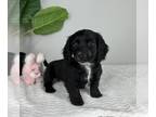 Dachshund PUPPY FOR SALE ADN-778831 - MINI DACHSHUND PUPPIES