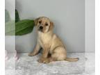 Labrador Retriever PUPPY FOR SALE ADN-778833 - AKC LAB PUPPIES