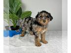 Aussiedoodle Miniature PUPPY FOR SALE ADN-778835 - F1b MINI AUSSIEDOODLE PUPPIES