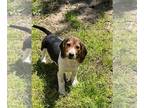 Beagle PUPPY FOR SALE ADN-778845 - Tricolor Beagle Puppy