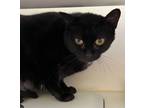 Adopt Gemma a Domestic Short Hair