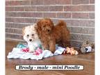 Poodle (Miniature) PUPPY FOR SALE ADN-778848 - Sweet mini Poodle puppy