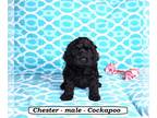 Cock-A-Poo PUPPY FOR SALE ADN-778850 - Sweet fluffy mini Cockapoo puppy