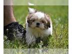 Shih Tzu PUPPY FOR SALE ADN-778855 - Shihtzu Girl Peanut Butter