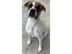 Adopt Rhonda a Boxer, Mixed Breed