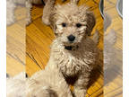 Goldendoodle (Miniature) PUPPY FOR SALE ADN-778858 - 1 Medium Male Goldendoodle