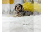 Dachshund PUPPY FOR SALE ADN-778861 - Leo