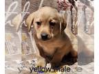 Labrador Retriever PUPPY FOR SALE ADN-778865 - Akc English Labrador