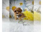 Cavapoo PUPPY FOR SALE ADN-778866 - Oakley