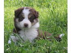 Border Collie PUPPY FOR SALE ADN-778870 - Jesse