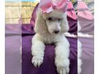 Poodle (Standard) PUPPY FOR SALE ADN-778872 - AKC Standard Poodle Puppies