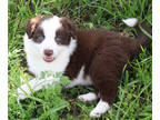 Border Collie PUPPY FOR SALE ADN-778874 - Luka