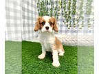 Cavalier King Charles Spaniel PUPPY FOR SALE ADN-778877 - Carter