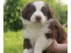 Border Collie PUPPY FOR SALE ADN-778878 - Walker