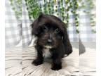 Yo-Chon PUPPY FOR SALE ADN-778884 - Drake