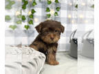 Morkie PUPPY FOR SALE ADN-778886 - Steve