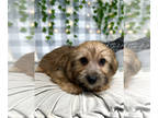 Yo-Chon PUPPY FOR SALE ADN-778887 - Geo