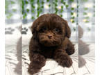 Shih-Poo PUPPY FOR SALE ADN-778891 - Peter