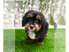 Miniature Bernedoodle PUPPY FOR SALE ADN-778893 - Tommy