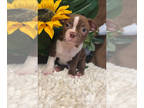 Boston Terrier PUPPY FOR SALE ADN-778897 - Boy boston puppy