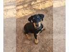 Doberman Pinscher PUPPY FOR SALE ADN-778905 - Doberman Pinscher puppy
