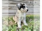 Australian Shepherd PUPPY FOR SALE ADN-778906 - Miniature Australian Shepherds