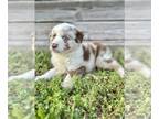 Miniature Australian Shepherd PUPPY FOR SALE ADN-778910 - Hickory