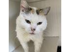 Adopt Frinette a Domestic Short Hair