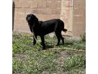 Adopt Rhianna a Black Labrador Retriever