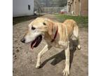 Adopt Bunnie a Yellow Labrador Retriever